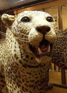 Musée de la Chasse et de la Nature Musée de la Chasse et de la Nature